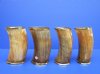 6 inches tall <font color=red> Wholesale</font> Buffalo Horn Decorative Drinking  Cups/Glasses with Brass Trim, in Bulk - Case of 8 @ $11.50 each