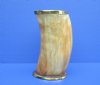 6 inches Rustic Horn Drinking Glass/Cup with Brass Trim made out of Water Buffalo Horn - Pack of 1 @ $20.99 each; Pack of 4 @ $18.40 each