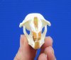 2-1/2 inches Real Muskrat Skull for Sale- Buy this one for $19.99 Plus $5.50<font color=blue> First Class Mail Shipping </font>