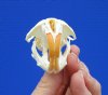 2-1/4 inches Real Muskrat Skull for Sale - You are buying this one for <font color=red>$19.99</font> Plus $5.50 <font color=blue> First Class Mail Shipping </font>