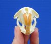2-1/2 inches Real Muskrat Skull for Sale - You are buying this one for <font color=red>$19.99</font> Plus $6.50 1st Class Mail