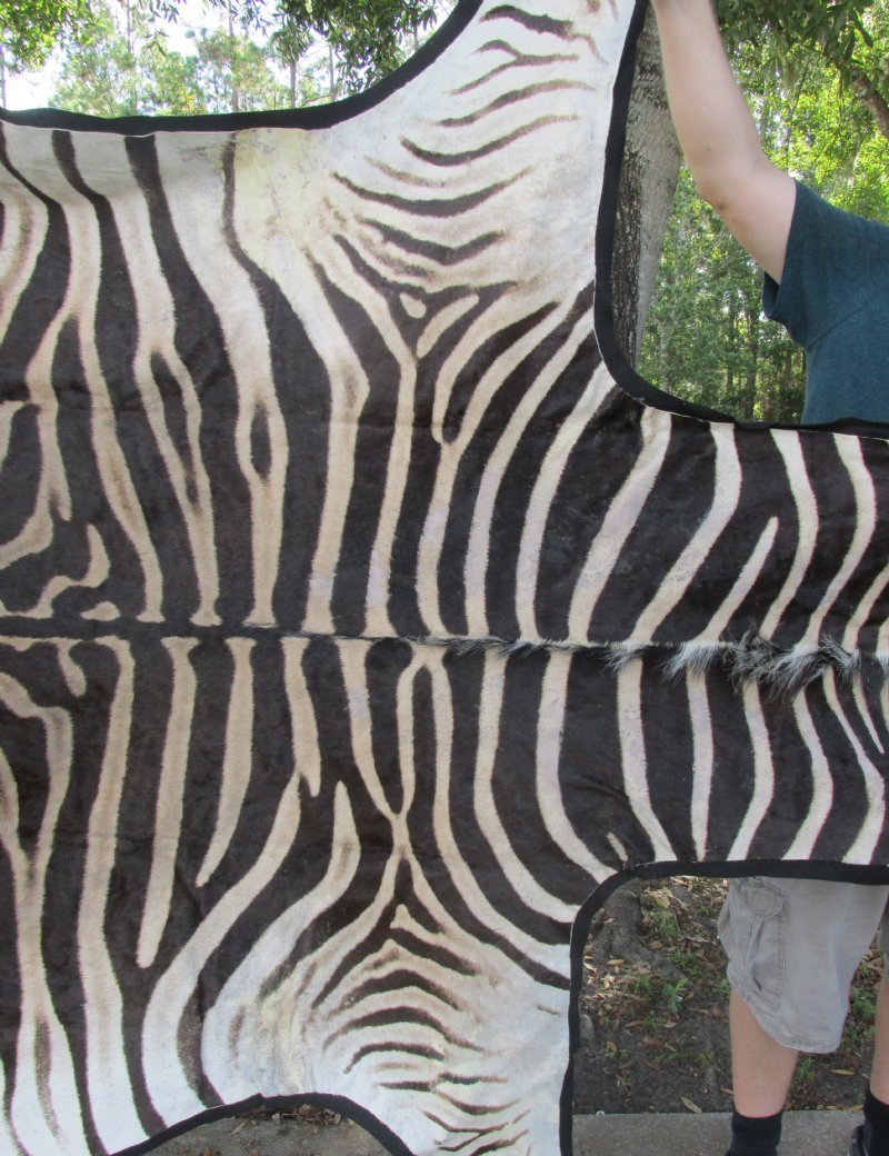 98 x 67 Real Zebra Skin Rug with felt backing