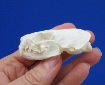 2-1/2 by 1-1/2 inches Real Mink Skull for Sale for $19.99