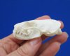 2-1/2 by 1-1/2 inches Real Mink Skull for Sale - You are buying this one for <font color=red>$24.99</font> Plus $5.50 1st Class Mail Shipping </font>
