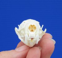 2-1/2 by 1-1/2 inches Real Mink Skull for Sale for $19.99