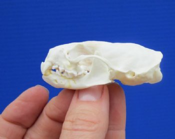 2-1/2 by 1-1/2 inches Real American Mink Skull for Sale for $19.99