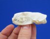 2-1/2 by 1-1/2 inches Real American Mink Skull for Sale - You are buying this one for<font color=red> $24.99 </font>Plus $5.50  1st Class Mail Shipping 