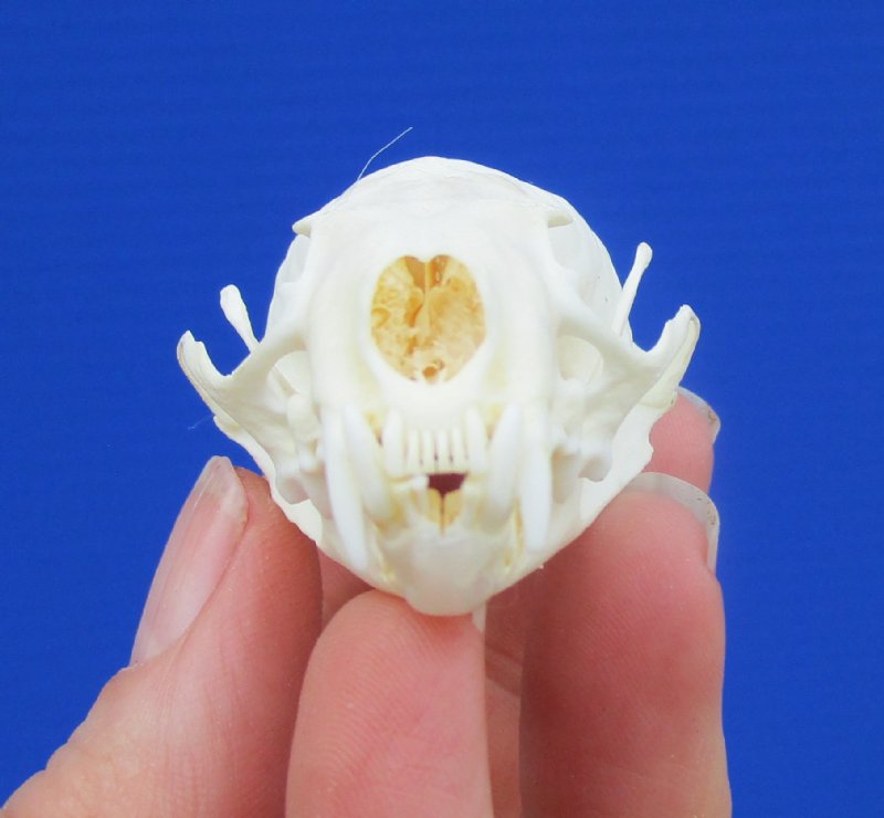 Mink Skull #42 FREE SHIPPING