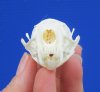 2-1/2 by 1-1/2 inches Real American Mink Skull for Sale - You are buying this one for<font color=red> $24.99 </font> Plus $6.50 1st Class Mail