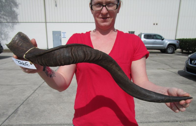 3015/16 Authentic Kudu Horn from the African Greater Kudu, Natural