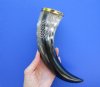 12 to 15 inches <font color=red> Wholesale</font> Double Sided Engraved Wolf Buffalo Drinking Horns with Brass Trim - Case of 9 @ $10.80 each