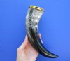 12 to 15 inches Double Sided Engraved Wolf Buffalo Drinking Horns for Sale with Brass Trim - Pack of 1 @ $21.60 each; Pack of 5 @ $17.25 each; 