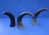 12 to 15 inches <font color=red> Wholesale</font> Carved Decorative Buffalo Horns for Sale Carved with Numerous Decorative Wavy Lines - Case of 8 @ $11.25 each