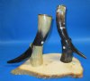 12 to 15 inches Viking Drinking Horns with Brass Trim and Horn Stands - Pack of 1 @ $26.99; Pack of 3 @ $21.60 each