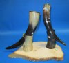 12 to 15 inches  <font color=red> Wholesale</font> Viking Drinking Horns for Sale with Brass Trim and Horn Stands - Case of 8 @ $13.50 each