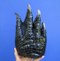 10 inches <font color=red> Huge</font> Alligator Foot for Sale Preserved with Formaldehyde - Buy this one for $59.99