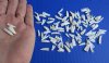 100 Tiny Alligator Teeth for Crafts in bulk Under 3/4 inch for .20 each (Plus $5 Postage)