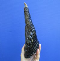 10 inches <font color=red> Huge</font> Alligator Foot for Sale Preserved with Formaldehyde - Buy this one for $59.99