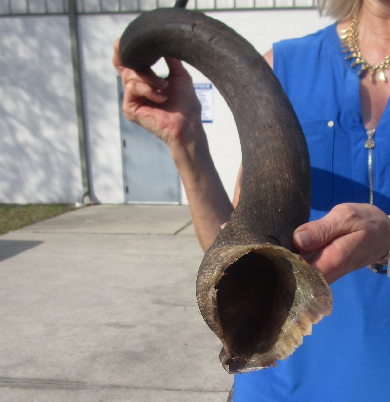 351/2 inches Authentic African Kudu Horn for Sale, Natural and