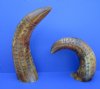 12 to 16 inches Rustic Standing Polished and Carved Buffalo Horns with Carved Horizontal Lines and Decorative Ovals - Pack of 1 @ $16.99; Pack of 4 @ $15.00 each