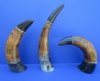 <font color=red>Wholesale</font>  Carved Black and Brown Standing Decorative Buffalo Horns 12 to 16 inches - Case of 9 @ <font color=red>$10.75 </font>  each 