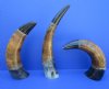 12 to 15 inches Black and Brown Standing Decorative Buffalo Horns with Carved  Lines and Carved Oval Indentations - Pack of 1 @ $16.99; Pack of 4 @ $15.00 each; 