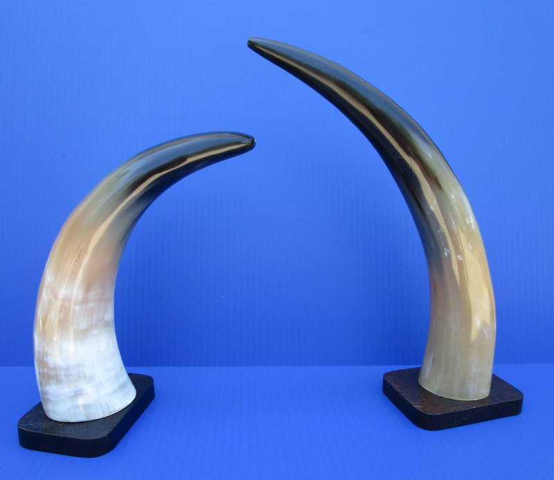 10 to 15 inches Wholesale Mounted Polished Water Buffalo Horn on Base