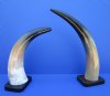 10 to 15 inches Mounted Authentic Polished Water Buffalo Horn on a Mango Wood Base - Pack of 1 @ $17.99 each; Pack of 5 @ $14.40 each;