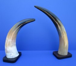 10 to 15 inches Polished Cow Horn Sculpture - $14.99