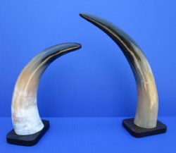 Polished Cow Horn S...