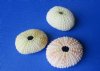 <font color=red>Wholesale</font> Green Sea Urchin Shells in Bulk (in shades of green, pink and cream) - Case of 288 @ .35 each .