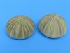 Wholesale Green Sea Urchin Shells in Bulk - Case of 288 @ .32 each; 2 or more Cases of 288 @ .25 each