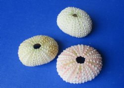 Green Sea Urchin Shells <font color=red>Wholesale</font>  (in shades of green, pink and cream) - Case of 288 @ .35 each .