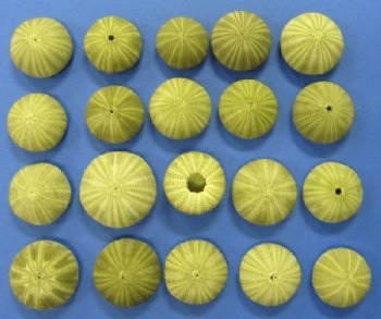 Green Sea Urchin Shells <font color=red>Wholesale</font>  (in shades of green) - Case of 360 @ .30 each
