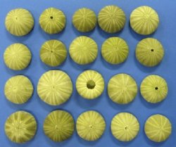 Green Sea Urchin Shells <font color=red>Wholesale</font>  (in shades of green) - Case of 360 @ .30 each