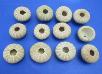 Dried Denuded Green Sea Urchins, 1-5/8 to 2-1/8 inches -12 @ .55 each; 48 @ .48 each