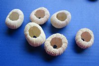 Dried Denuded Green Sea Urchins, 1-5/8 to 2-1/8 inches (in shades of green, pink and cream) - 12 @ .70 each; 36 @ .63 each; 72 @ .56 each