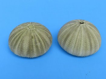 Dried Denuded Green Sea Urchins, 1-5/8 to 2-1/8 inches -12 @ .55 each; 48 @ .48 each