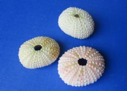 Green Sea Urchins <font color=red>Wholesale</font>  (in shades of green, pink and cream) - Case of 288 @ .35 each .