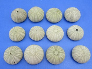 Dried Denuded Green Sea Urchins, 1-5/8 to 2-1/8 inches -12 @ .55 each; 48 @ .48 each