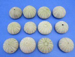 Green Sea Urchins <font color=red>BULK DISCOUNT</font> - Case of 288 @ .32 each .