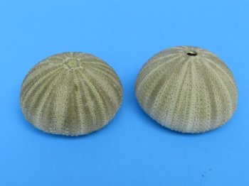 1-5/8 to 2-1/8 inches Green Sea Urchins in Bulk (IN SHADES OF GREEN, PINKS AND CREAM) - Packed 12 @ .70 each; Pack of 36 @ .63 each; Pack of 72 @ .56 each
