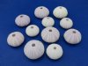 Purple Sea Urchin Shells for Sale in Bulk 1-3/4 to 2-1/8 inches for displaying air plants and for crafts - Pack of 12 @ .80 each; Pack of 36 @ .72 each; Pack of 72 @ .64 each