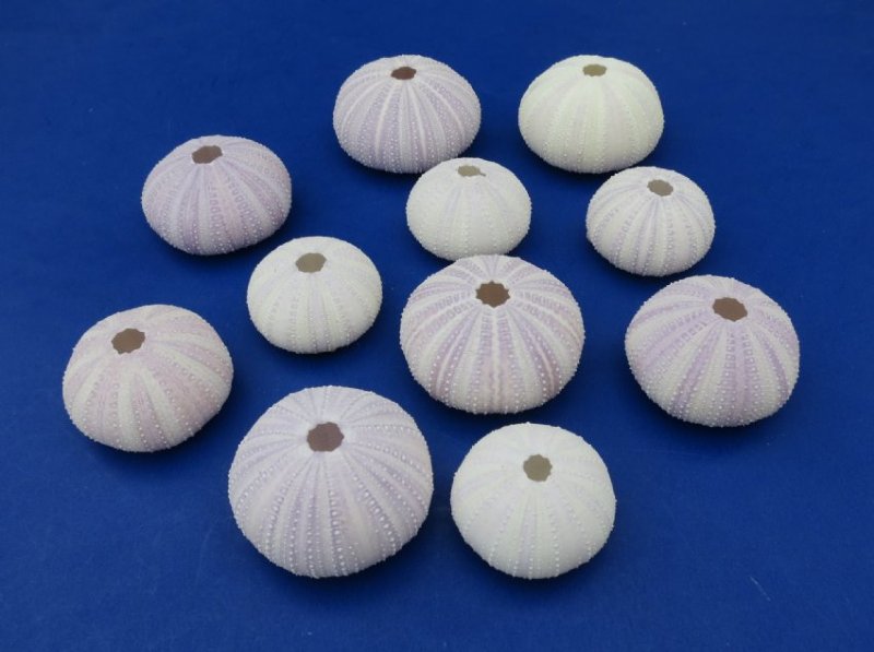 288 Wholesale Purple Sea Urchin Shells for Sale 11/2 to 21/8 inches