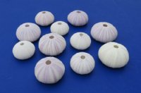 Purple Sea Urchin Shells for Sale in Bulk 1-3/4 to 2-1/8 inches - 12 @ .80 each; 60 @ .64 each