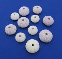Purple Sea Urchin Shells for Sale in Bulk 1-3/4 to 2-1/8 inches - 12 @ .80 each; 60 @ .64 each