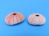 Pink Sea Urchin Shells for Sale for crafts and for displaying small air plants 1-1/4 to 1-3/4 inches - Pack of 25 @ .45 each; Pack of 50 @ .40 each; Pack of 200 @ .35 each
