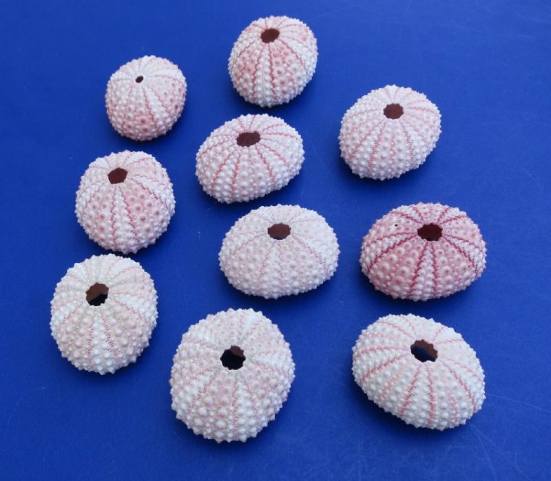 1000 Wholesale Pink Sea Urchin Shells For Sale 15 Each 150 A Case