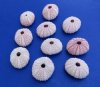 Pink Sea Urchin Shells for Sale <font color=red>Wholesale</font> 1-1/4 to 1-3/4 inches - Case of 1000 @ .22 each