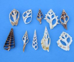 2 to 3 inches Assorted Center Cut, Sliced Seashells <font color=red> Wholesale</font> - Bag of 500 @ .18 each